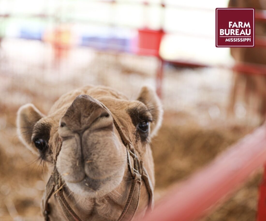 Mississippi State Fair: Petting Zoo